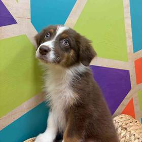 Mini Aussie