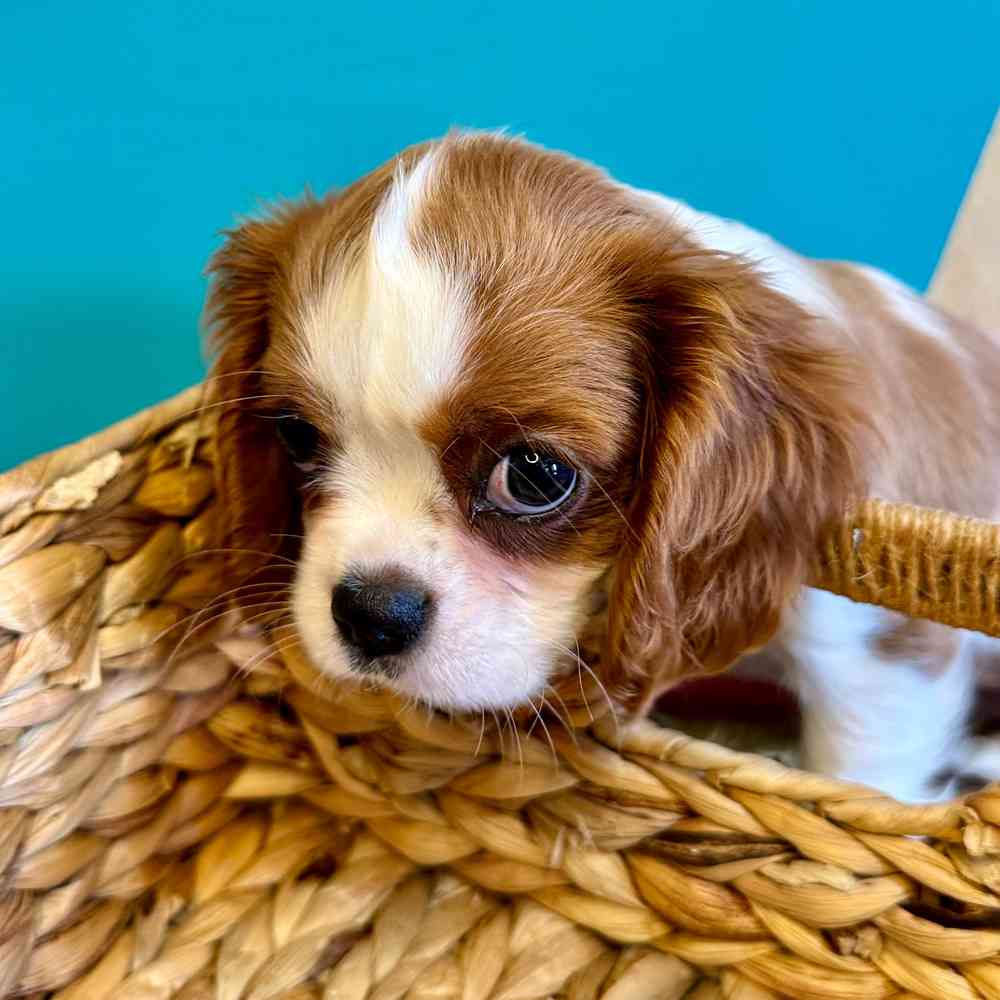 carousel pet images