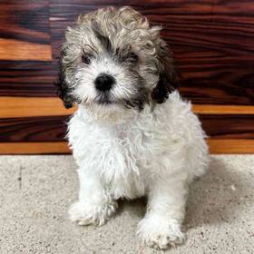 Havanese