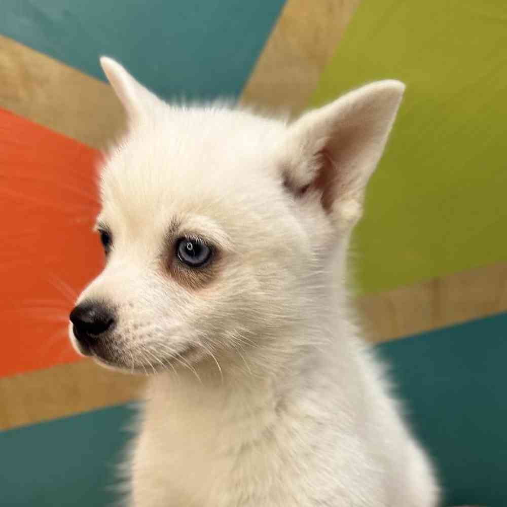 carousel pet images