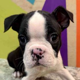 Boston Terrier