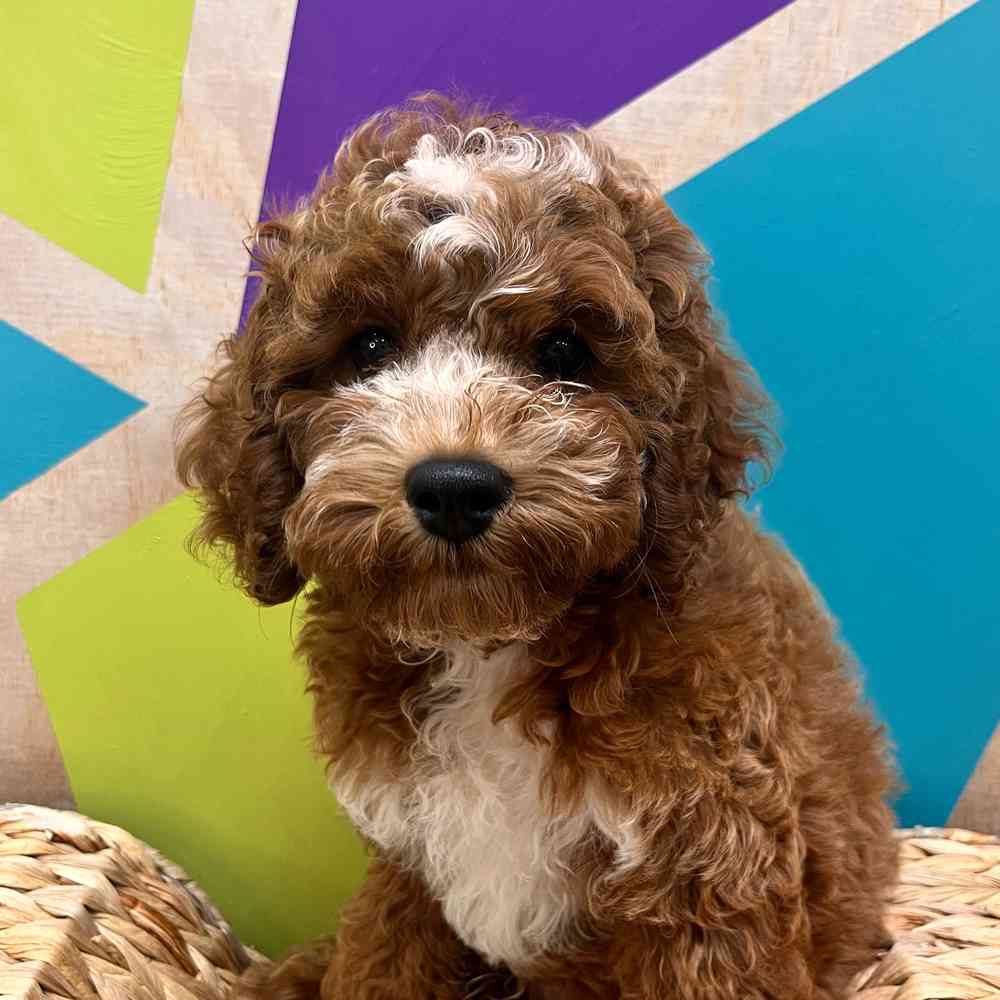 carousel pet images