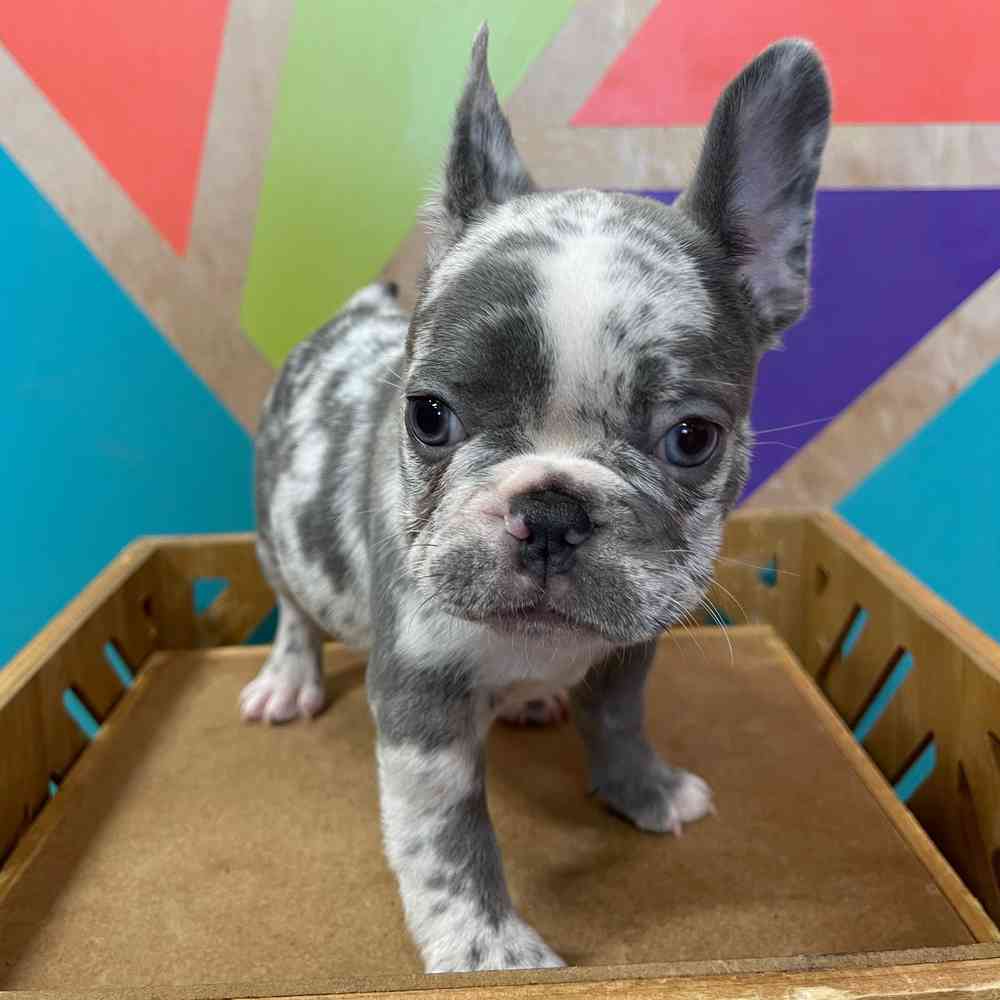 carousel pet images
