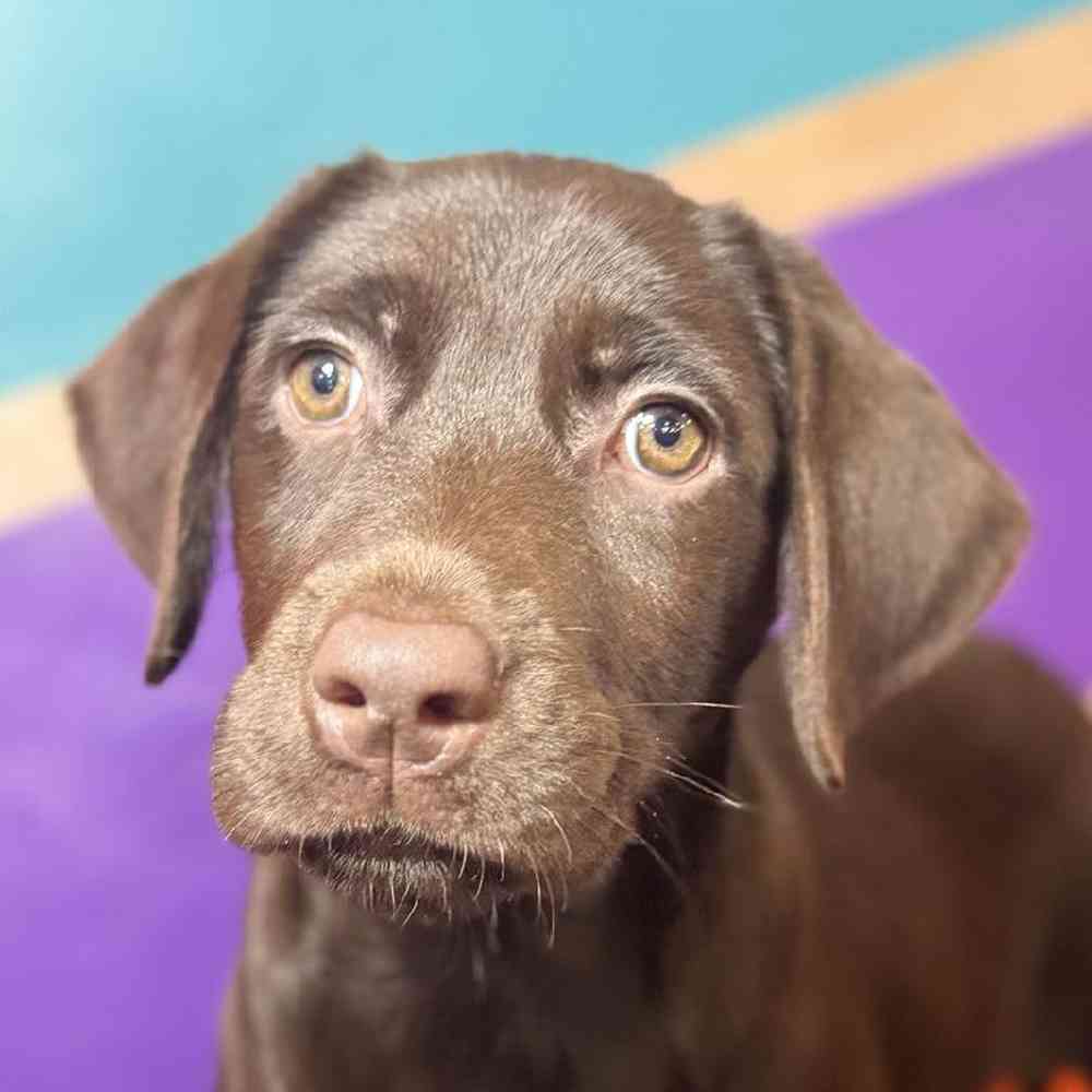 pet breed image