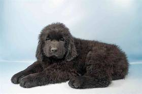 Newfoundland