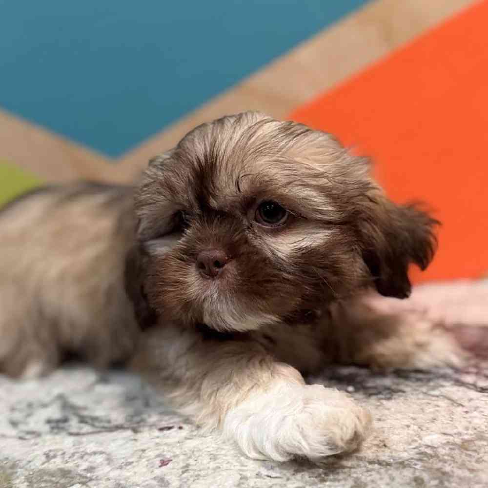 carousel pet images