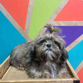 Shih Tzu