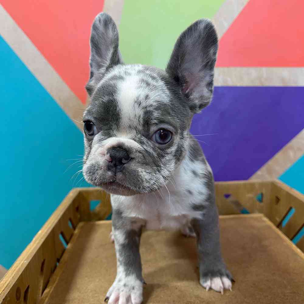 carousel pet images
