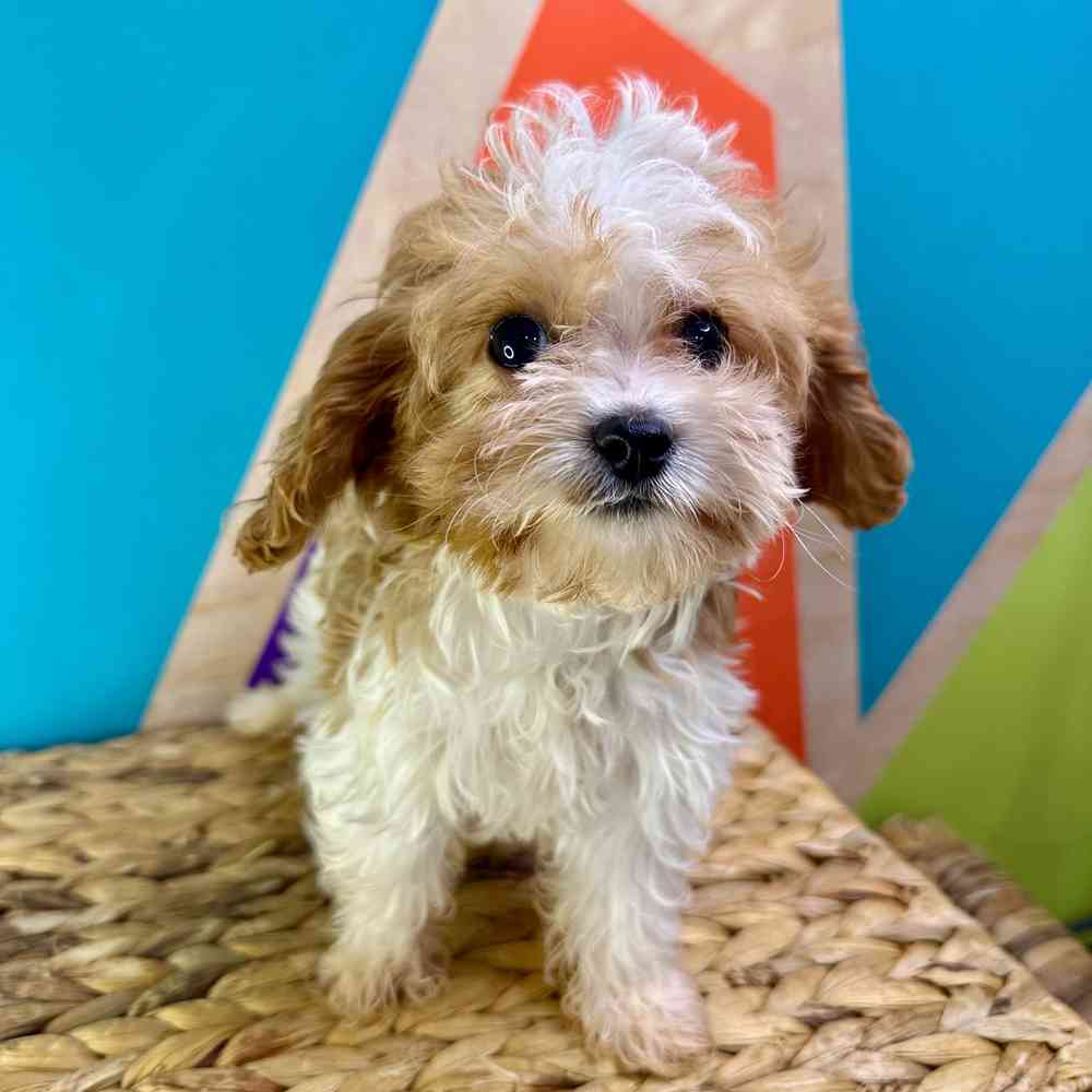 carousel pet images
