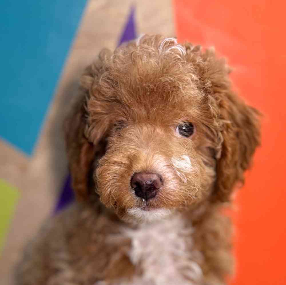 carousel pet images