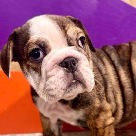 English Bulldog