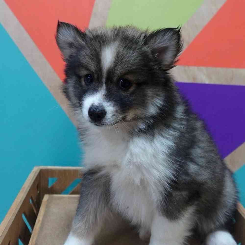 Image of a pet breed in the gallery