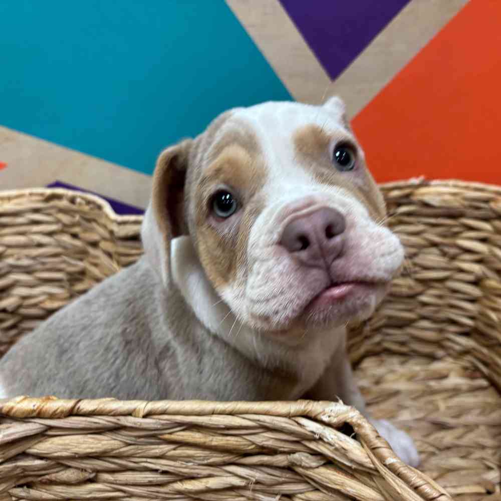 carousel pet images