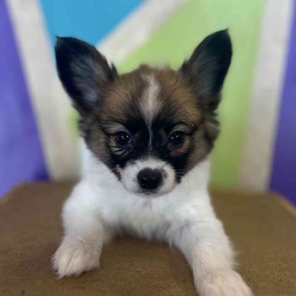 Image of a pet breed in the gallery