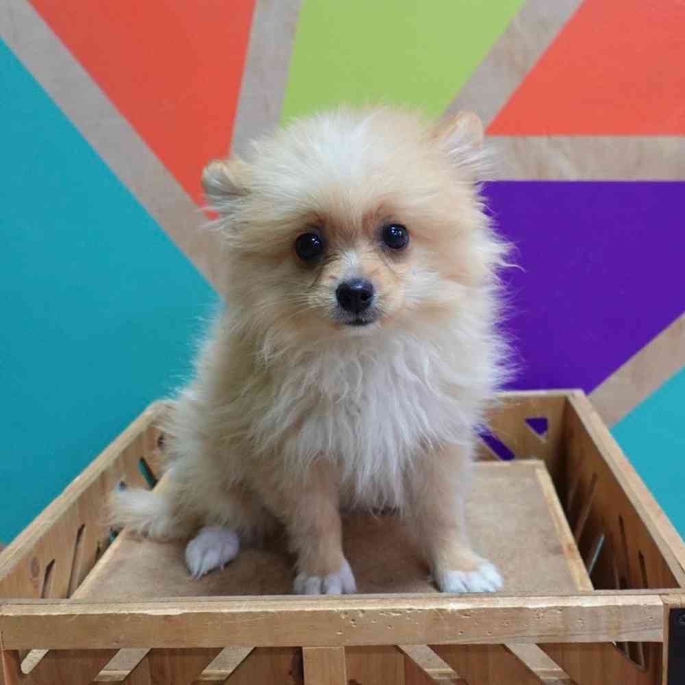 carousel pet images