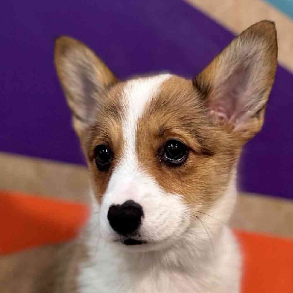 Image of a pet breed in the gallery