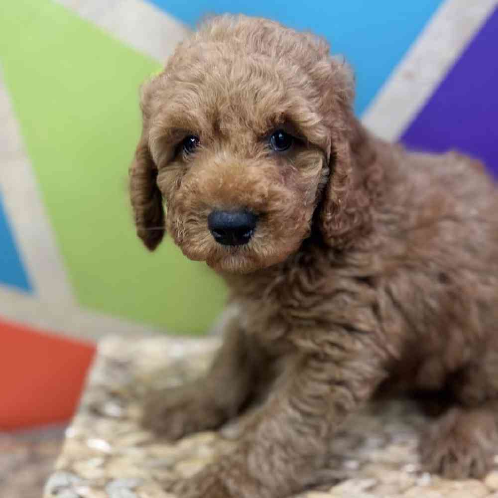 carousel pet images