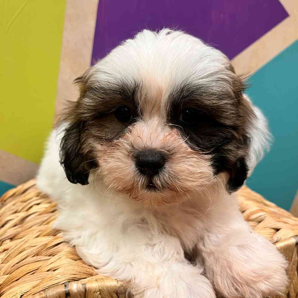 carousel pet images