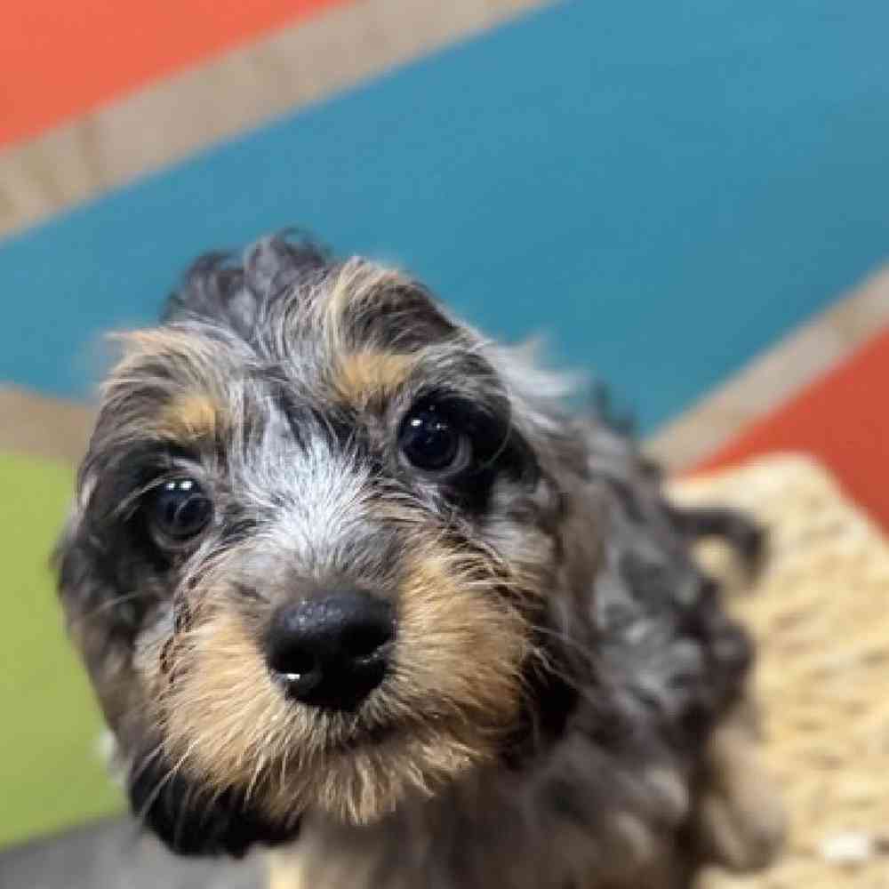 carousel pet images
