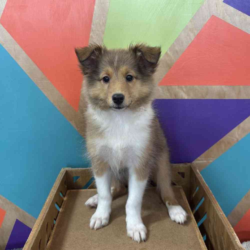 Image of a pet breed in the gallery