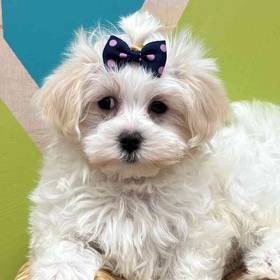 Maltipoo