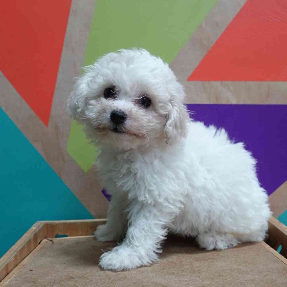 carousel pet images