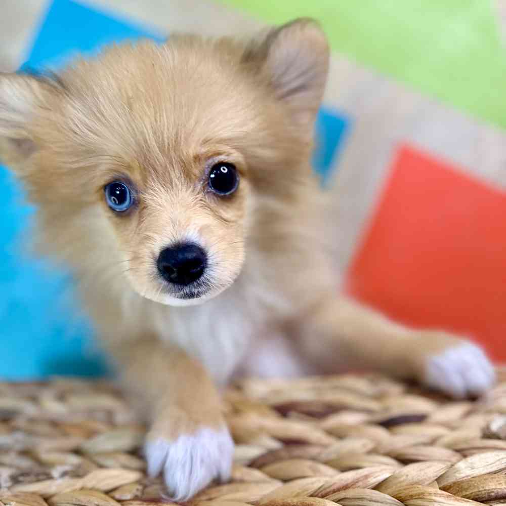 carousel pet images
