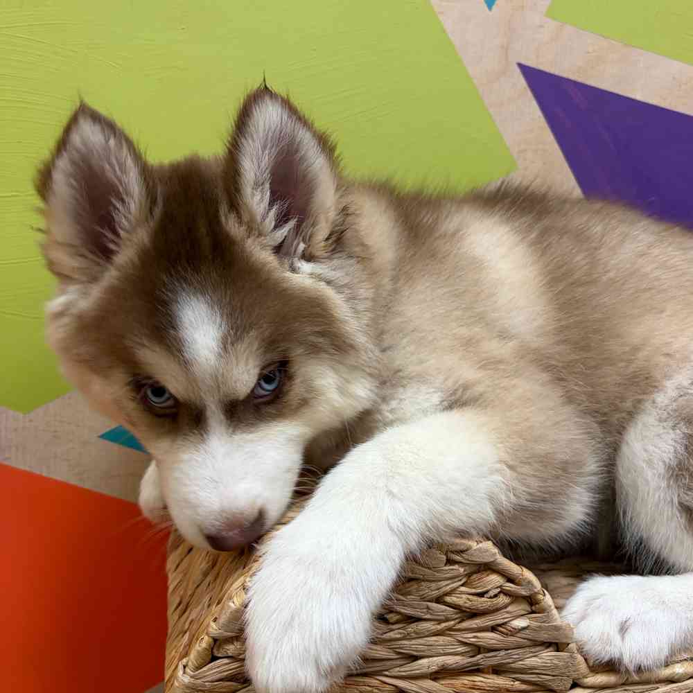 carousel pet images