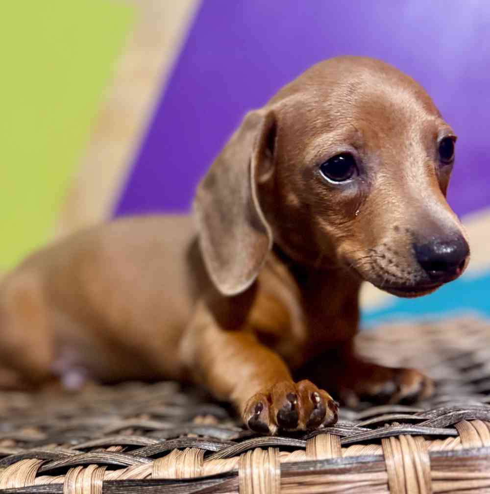 Image of a pet breed in the gallery