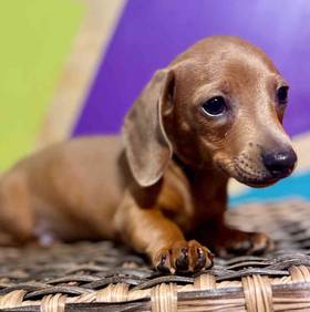 Mini Dachshund