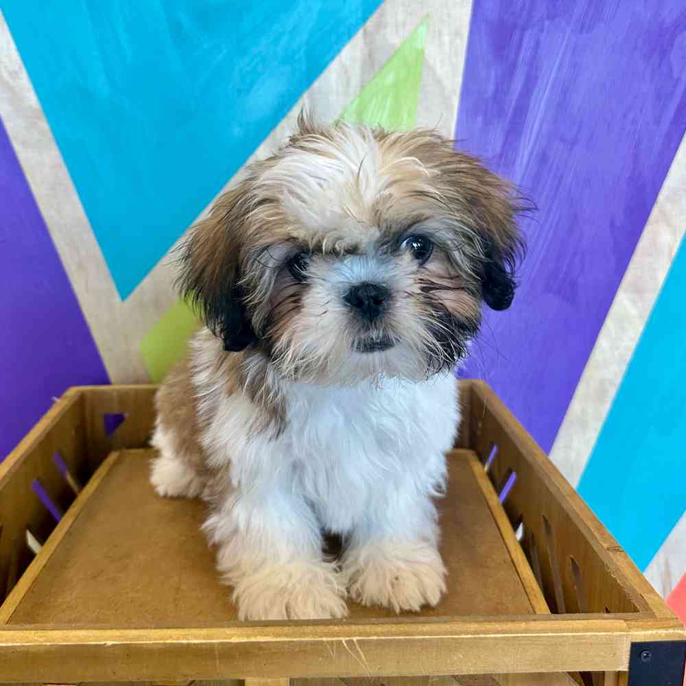carousel pet images