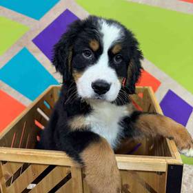 Bernese Mountain Dog