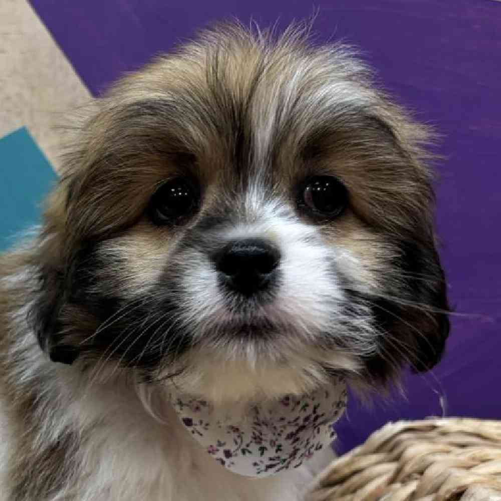 carousel pet images