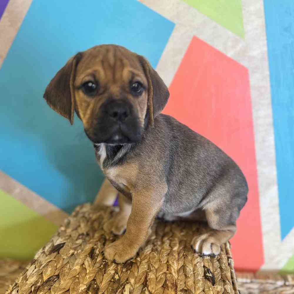 carousel pet images