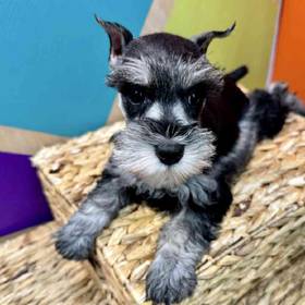 Mini Schnauzer