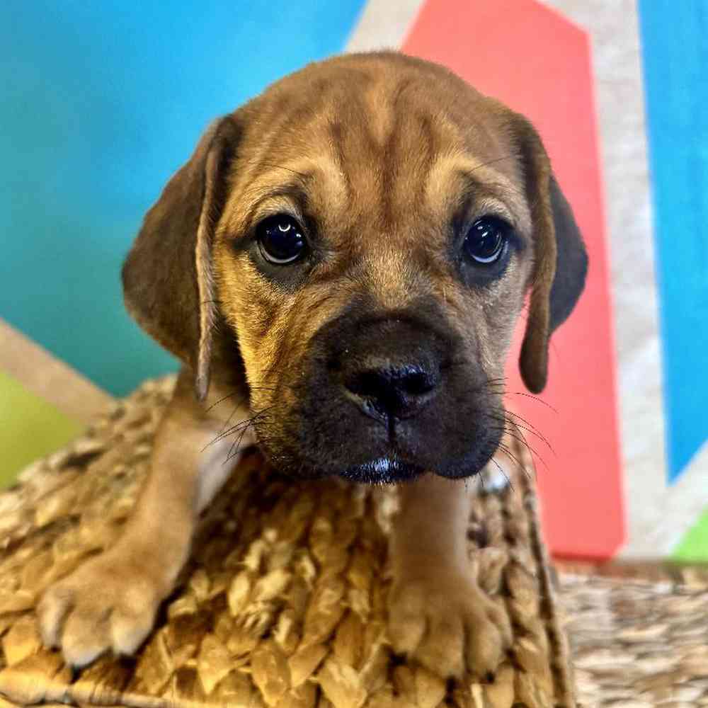 carousel pet images