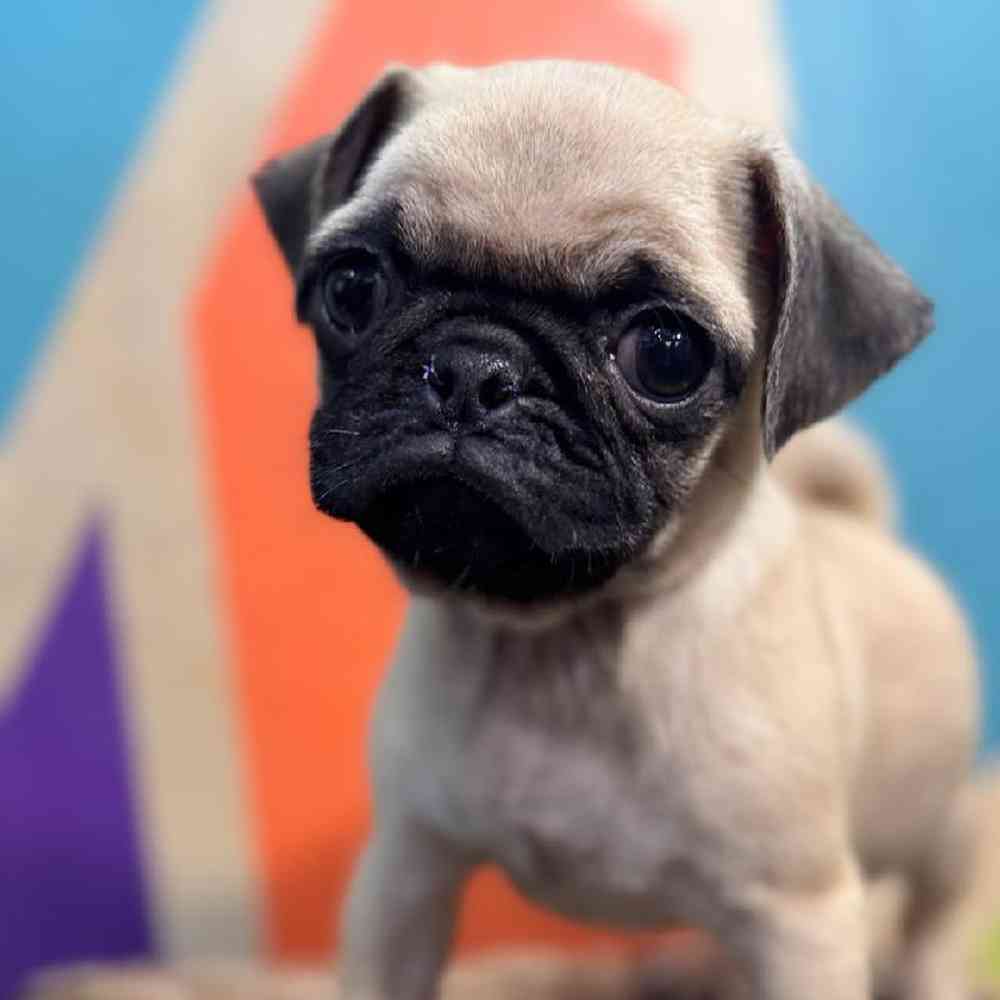 carousel pet images
