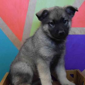 Norwegian Elkhound