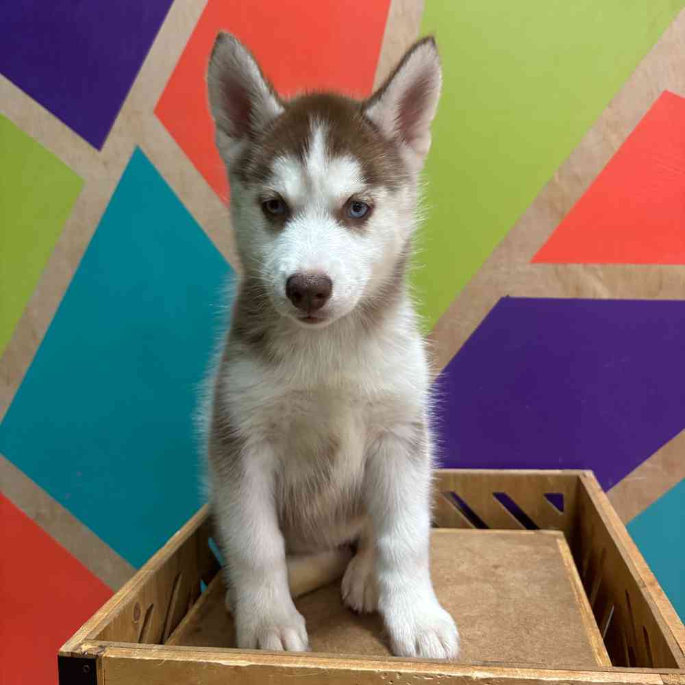 carousel pet images