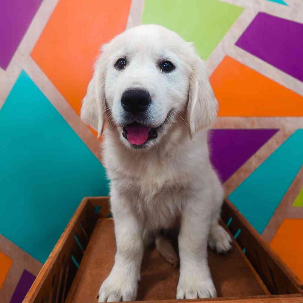 Image of a pet breed in the gallery