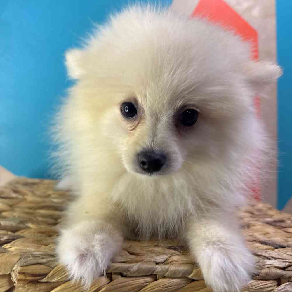 Image of a pet breed in the gallery