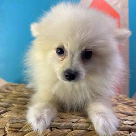 Pomeranian