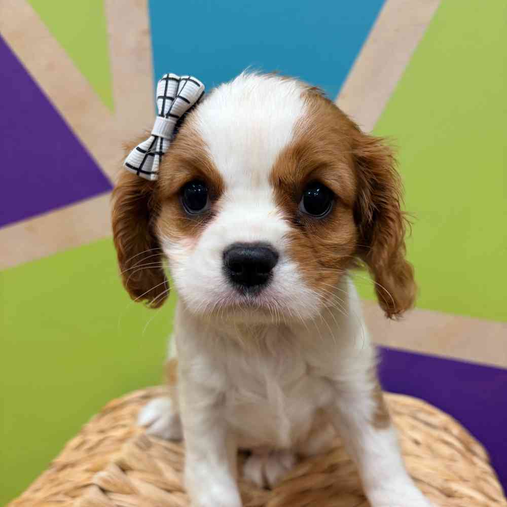 carousel pet images