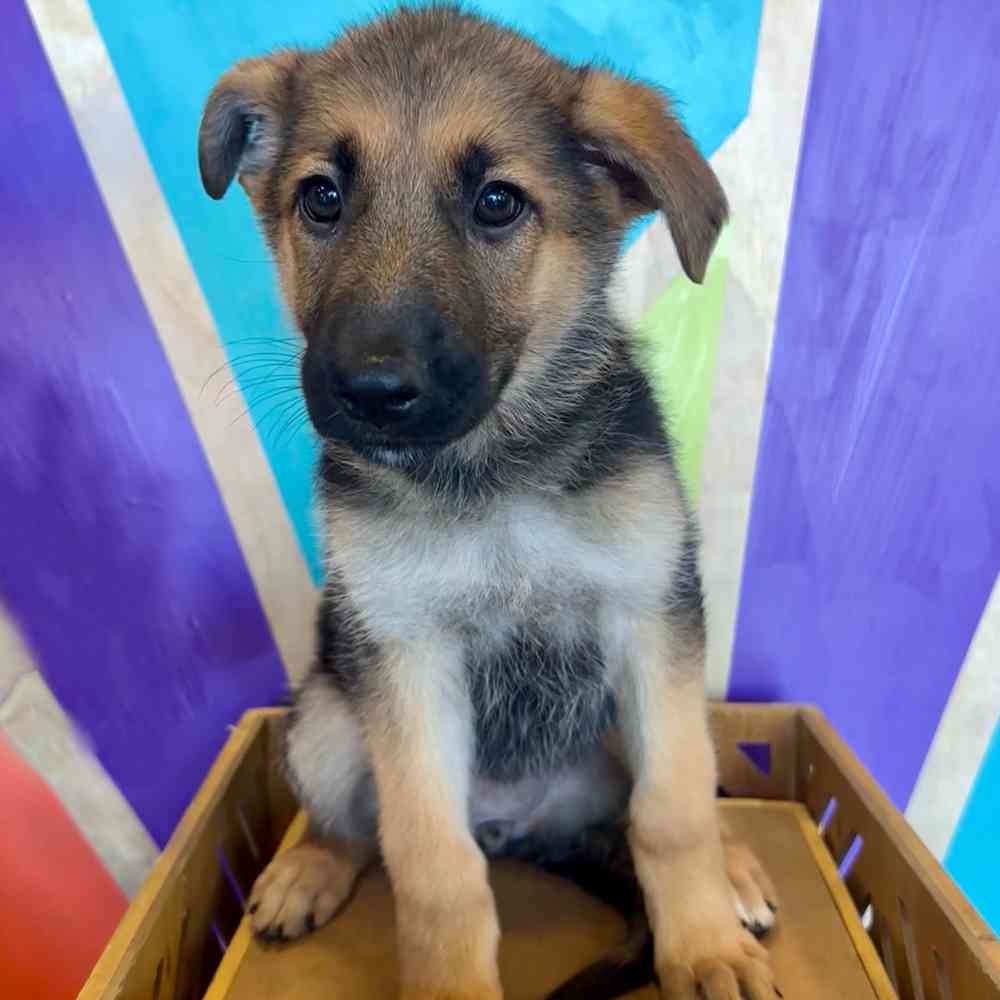 pet breed image