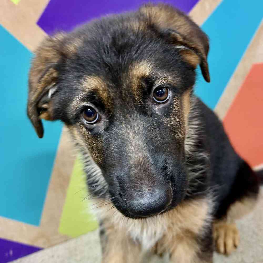 Image of a pet breed in the gallery