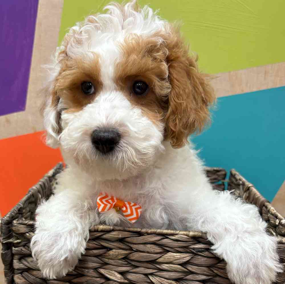 carousel pet images