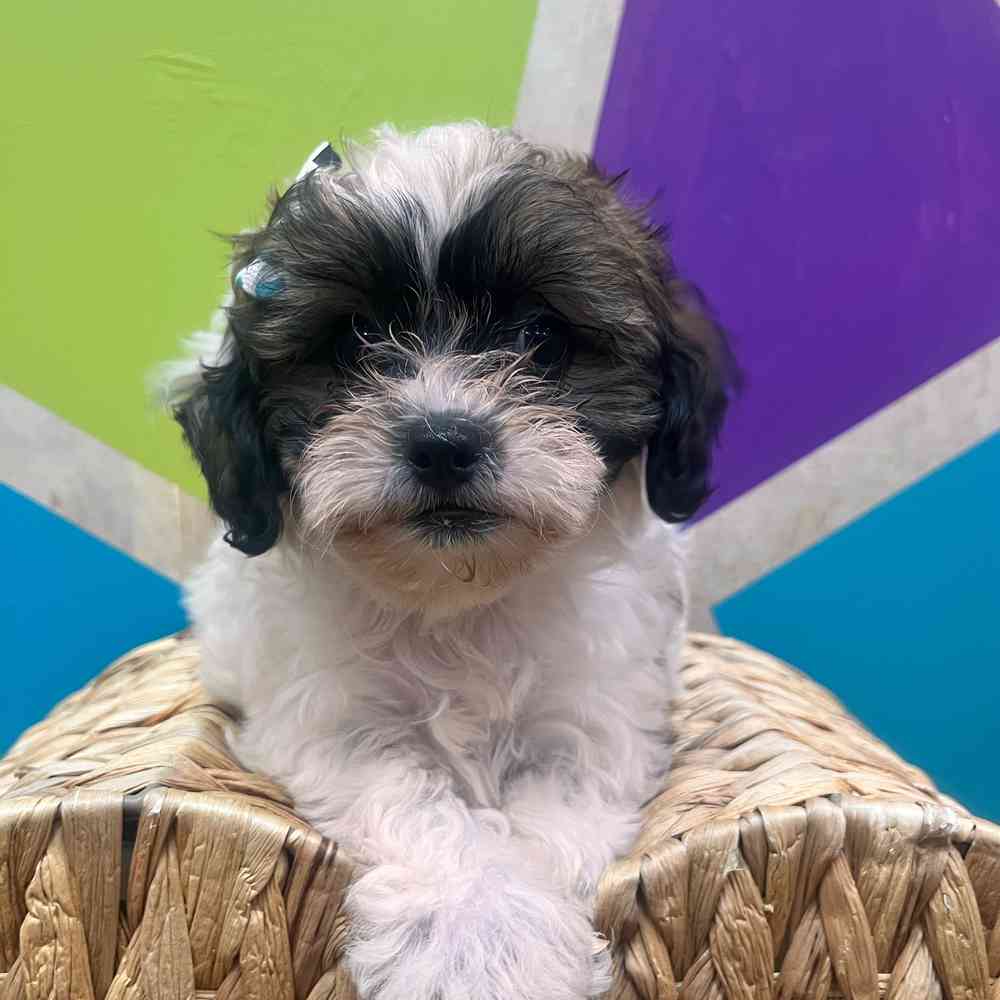 carousel pet images