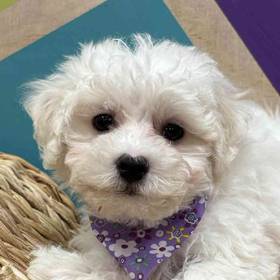 Bichon