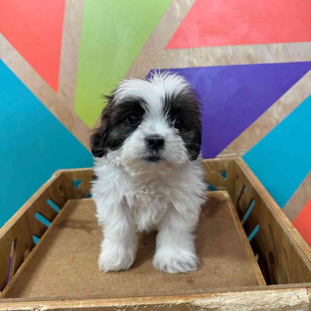 pet breed image