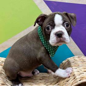 Boston Terrier